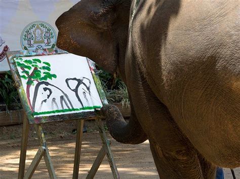 Chiang Mai: See Elephants Create Beautiful Paintings With Their Trunks ...