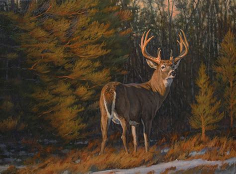 Whitetail Deer Oil Painting By Wildlife Artist Bruce Miller Deer Art