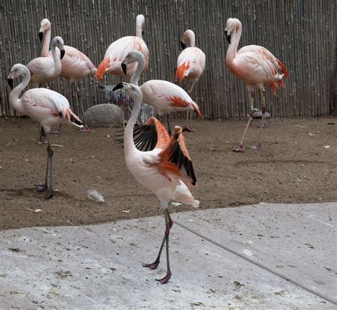 Pink Flamingos Free Stock Photo - Public Domain Pictures