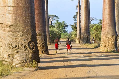 Avenue Of The Baobabs Madagascar Photograph By Science Photo Library