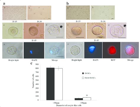 In Vitro Differentiation Of OvSCs And Oct4 OvSCs Into Oocyte Like