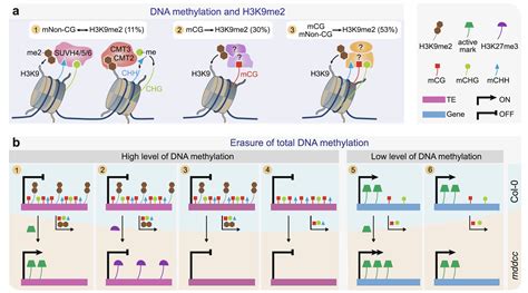 科学网—genome Biology：拟南芥dna甲基化与调控基因组转录的表观组 郝兆东的博文