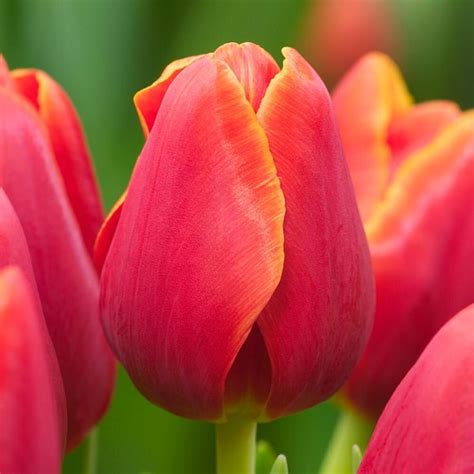 Garden State Bulb 12 Plus Cm Triumph Verandi Tulip Flower Bulbs Bag