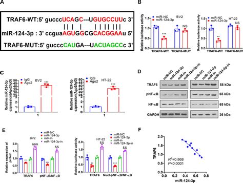 MiR 124 3p Targeted TRAF6 A The Predicted Binding Site Between