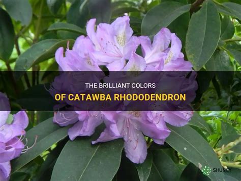 The Brilliant Colors Of Catawba Rhododendron | ShunCy