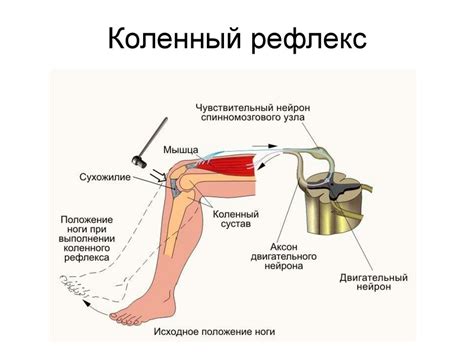 Нервно-гуморальная регуляция. Нервная ткань - презентация онлайн