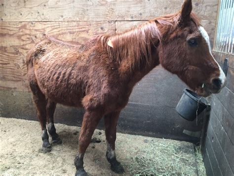 Neglected Horses Get A Second Chance After Being Rescued In Dall Kptv