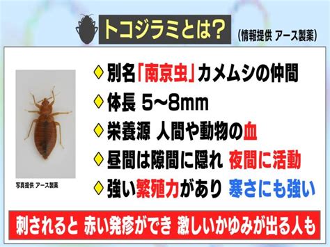 別名“南京虫”血が栄養源の『トコジラミ』外出先で注意すべき点や自宅で見つけた場合の対処法は東海テレビ Goo ニュース