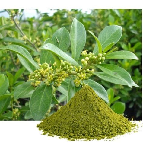 Gymnema Leaf Powder: Top benefits of Gymnema Leaf Powder - Medikonda ...