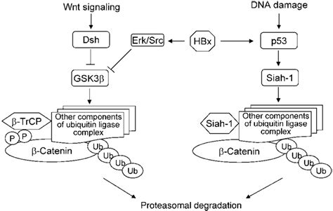 A Working Model Of Ubiquitin Dependent Proteasome Pathways For