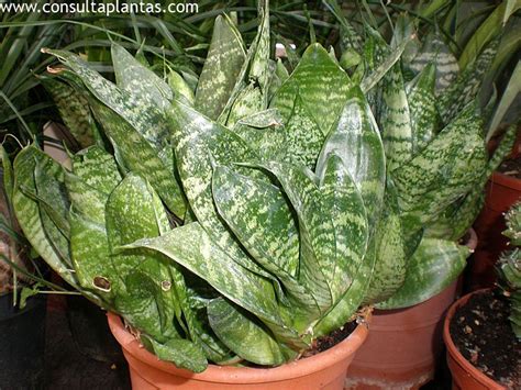 Sansevieria Trifasciata O Espada De San Jorge Cuidados