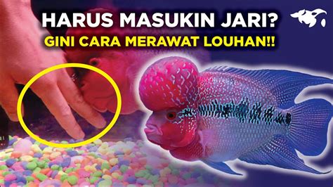 Gampang Gini Tips Merawat Ikan Louhan Yang Bener Buat Pemula Youtube