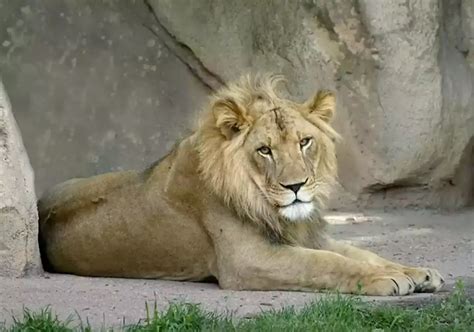 Female Lion Zuri Grows Mane at 18, Leaving Scientists Baffled at Topeka ...