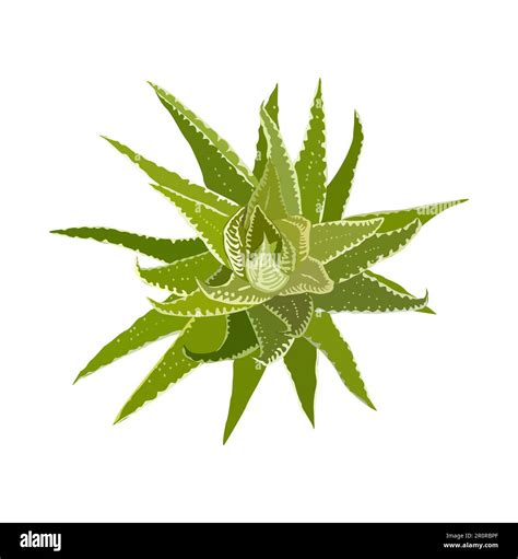 Aloe House Plant Top View Vector Isolated Stock Vector Image And Art Alamy