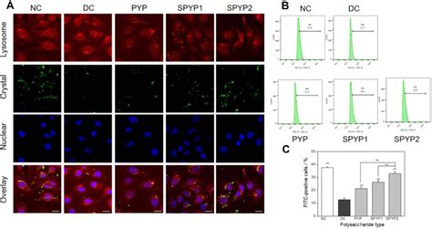 Accumulation Of Nano Crystals In Lysosome Of Damaged Cells Before