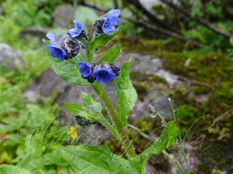 Microula sikkimensis - Sikkim Microula