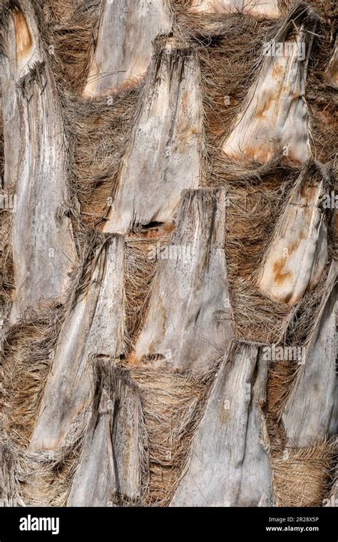 Palm Tree Body Texture Stock Photo Alamy