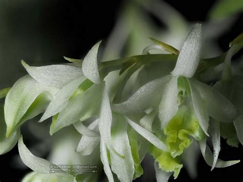 Dendrobium Compactum