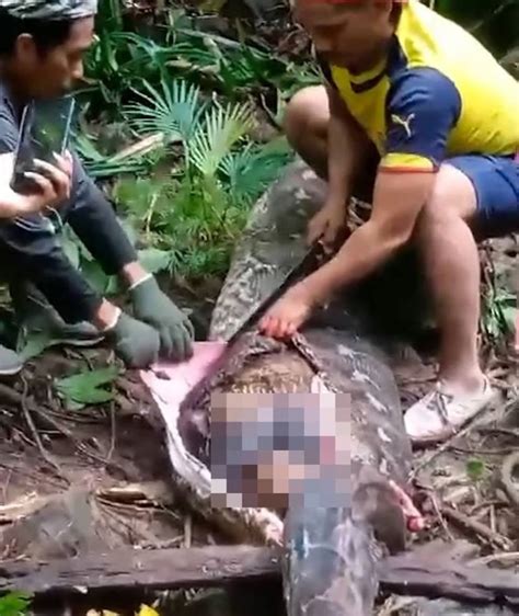 Indonesia otra mujer fue devorada por una pitón