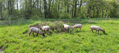 Eco P Turage Sur La Commune Mairie D Ornex