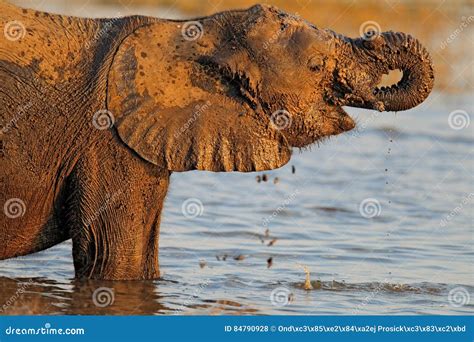 Het Afrikaanse Olifant Drinken Bij Een Waterhole Het Nationale Park