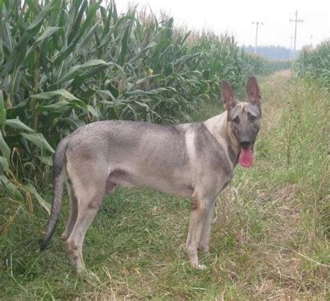 動物圖集：狼青犬圖集1 每日頭條