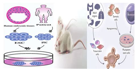 3d Cell Culture Organoids Vs 2d Cell Culture Models Vs Animal Models