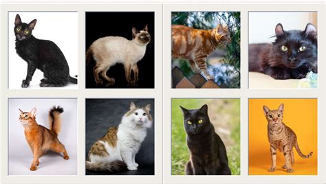 Timeline of Modern Cat Breeds - Explore Cats