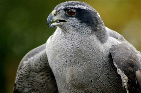Free picture: northern goshawk, bird, accipiter gentilis