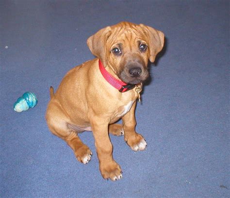 Rhodesian Ridgeback Puppies Photos