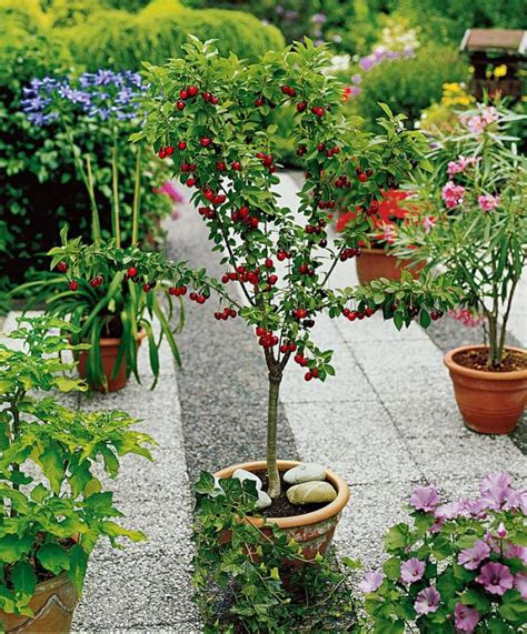 Alberi Da Frutto Nani Da Coltivare Sul Balcone Consigli Utili