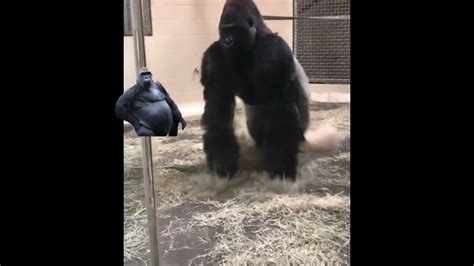 Sliding Gorilla！！！😂😂😂 Youtube