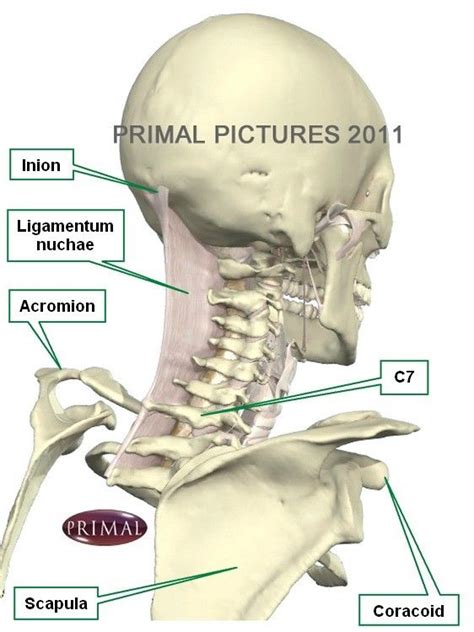 Ligamentum Nuchae