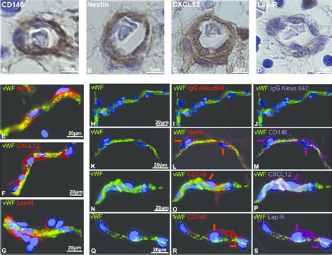 In Situ Expression Of Hematopoietic Niche Markers By Human Perivascular