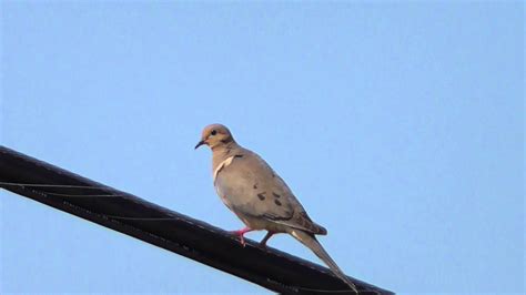 Mourning Dove Bird Irving Fort Worth Dallas Texas 18may15 1011a Youtube