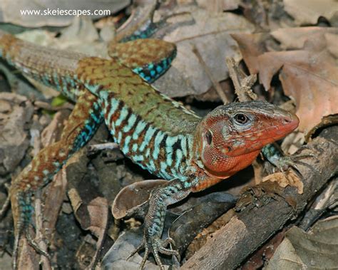 Rainbow Ameiva Project Noah