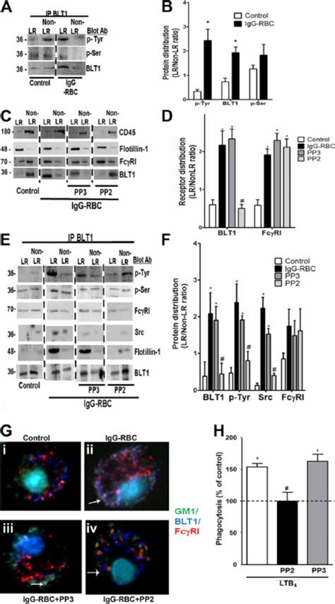 BLT1 Phosphorylation By Src Is Required For IgG Induced Fc RI BLT1