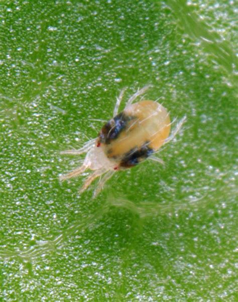 Spider Mites