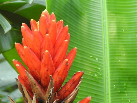 Heliconia Bihai Um Guia Completo Desta Planta Guia Das Suculentas