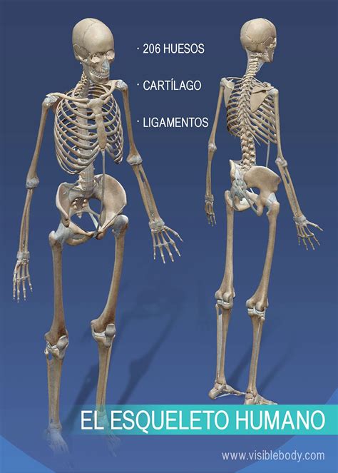 Aprenda anatomía del sistema esquelético