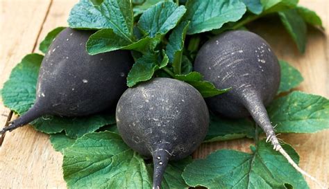 Black Turnip For Hair For Complexion For Good Health A Natural