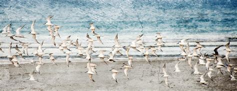 Flock Of Sooty Terns Photograph By Werner Lehmann Fine Art America