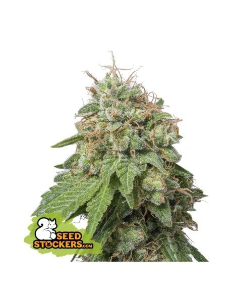 Green Crack Auto Seedstockers Semillas Feminizadas