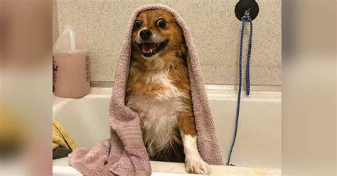 Why Do Dogs Go Crazy After A Bath