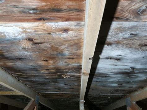 Mold Remediation Reliance Practice Solutions Intended For Fresh Mold