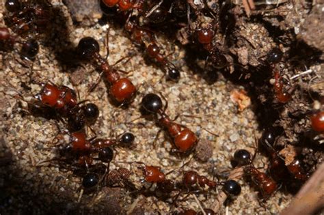 Messor Minor Hesperius Bicolor Esthetic Ants