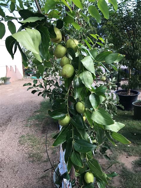 The Jujube Tree A Good Ornamental Or Fruit Tree For The Southwest