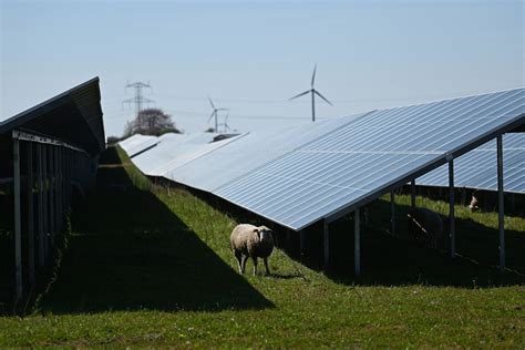 In Wyoming Sheep May Safely Graze Under Solar Panels In One Of The