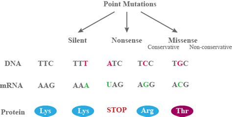 Following Mutated Sequence Of MRNA Shows Mutation Normal MRNA AUG