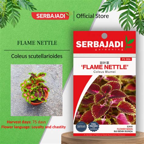 Serbajadi Flower Seed Flame Nettle Coleus Blumei Vibrant Color